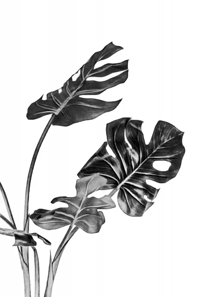 amini54: Monstera Black and White 02
