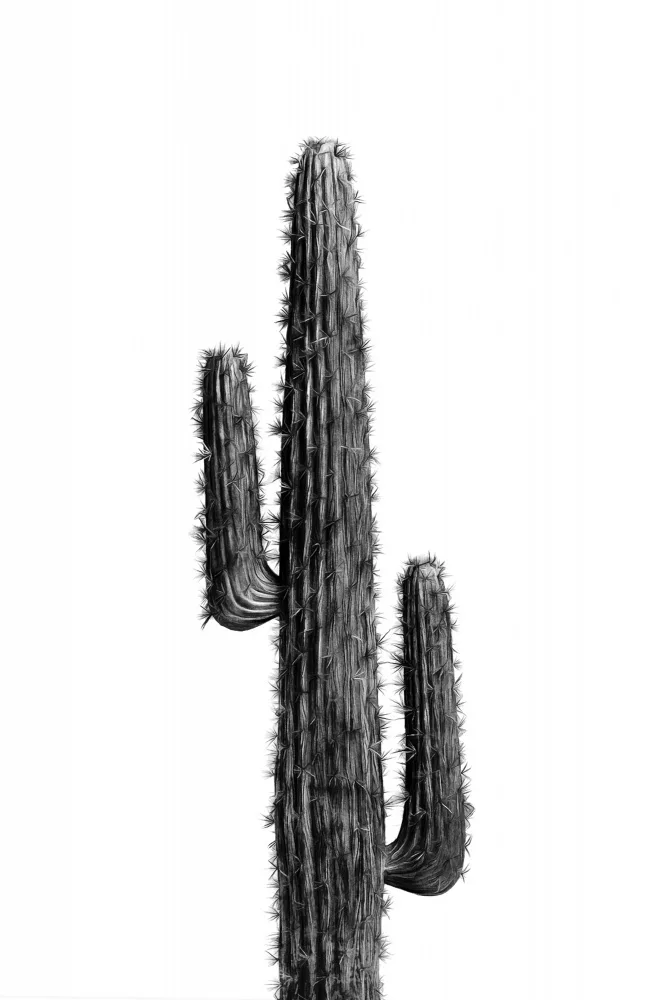 amini54: Cactus Black and White 01