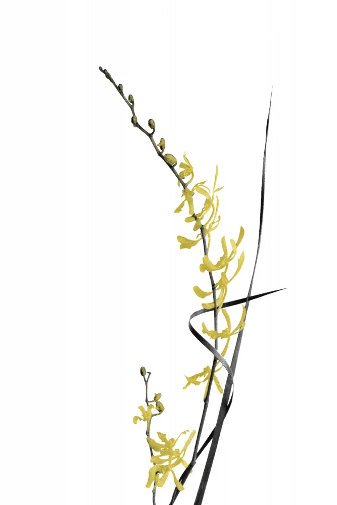 amini54: Flower Minimal Black and Gold 06