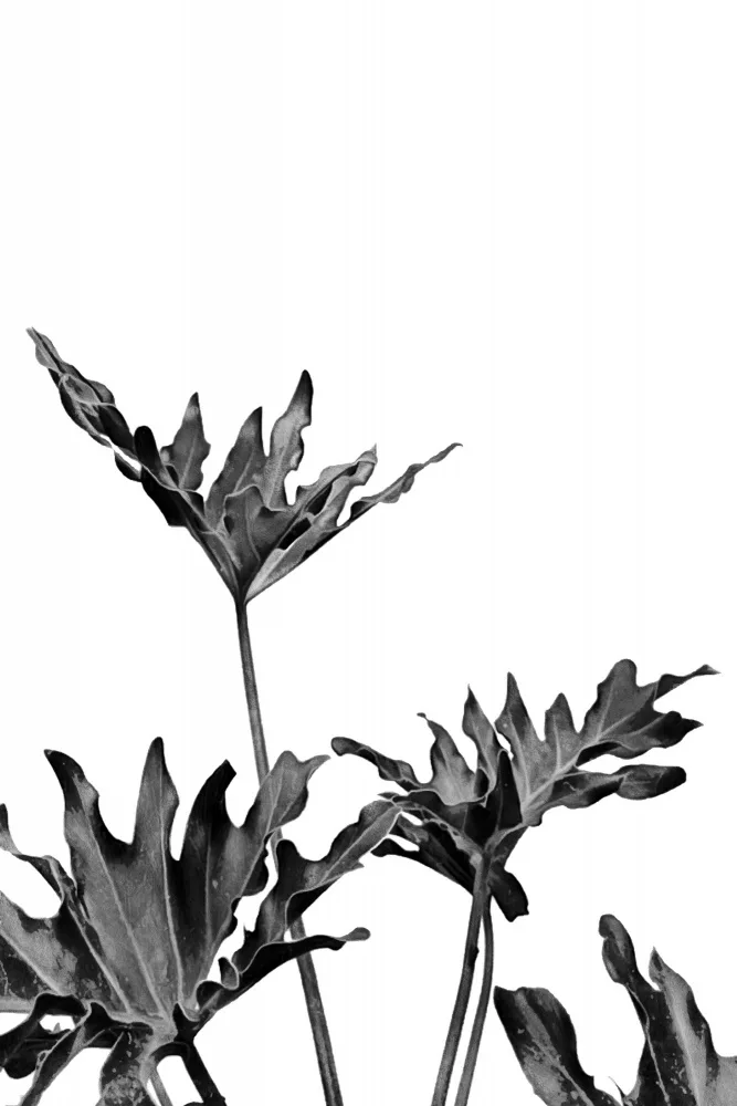 amini54: Monstera Black and White 08