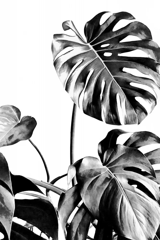 amini54: Monstera Noir et Blanc 07