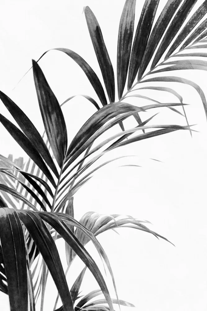 amini54: Palm Leaves Black and White 03