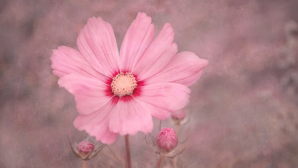 Stas, Marie-anne: PINK 2