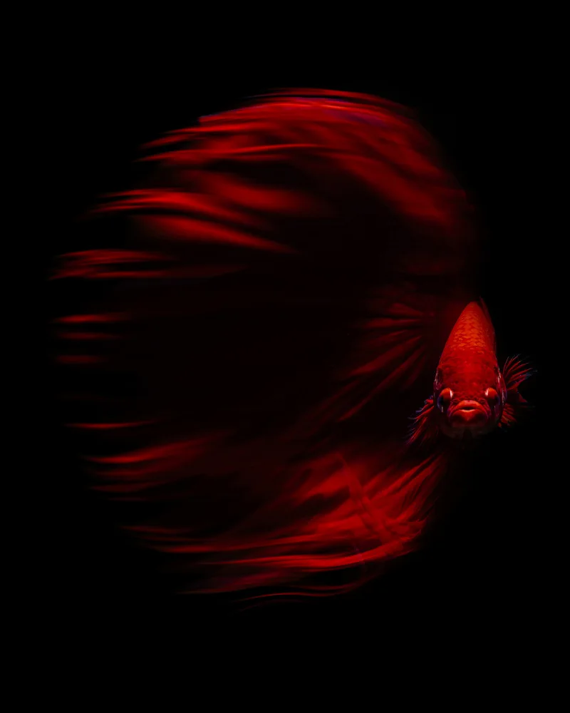 Halil, Andi: The Red Betta