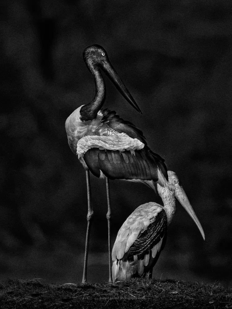 Sikand, Puneet: Stork Buddies