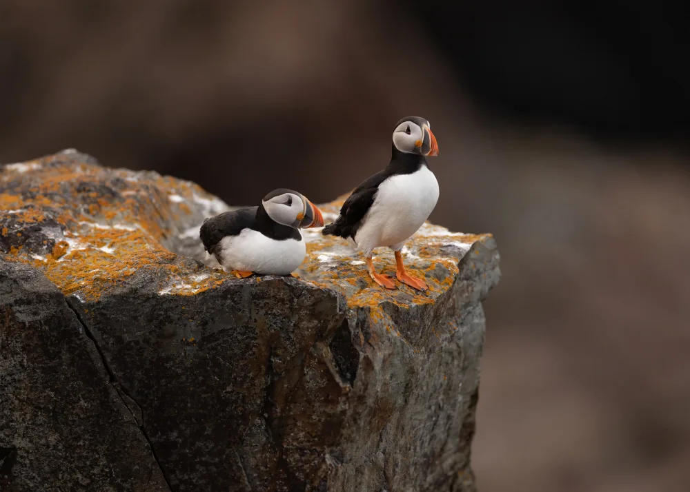 Xu, Tony: Puffins