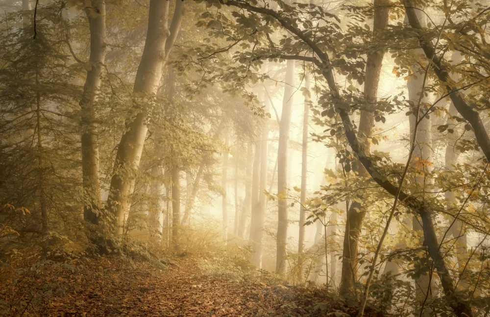 Maier, Norbert: Forest Light