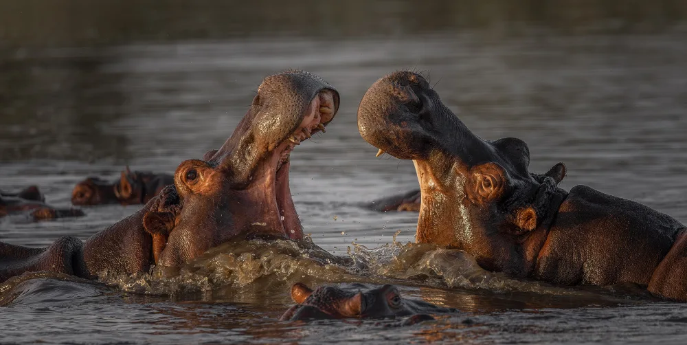 Berg, van Peet: Mouth Off
