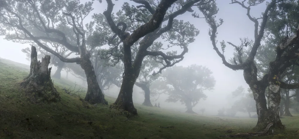 Pauli, Nina: Morning mist