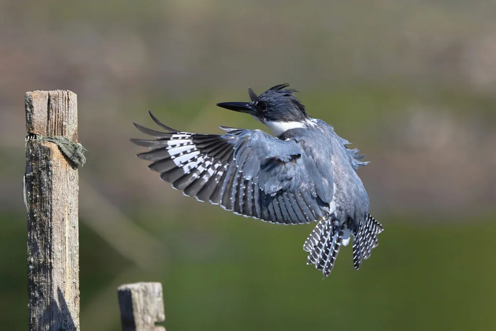 Lam, Gavin: Belted kingfisher...