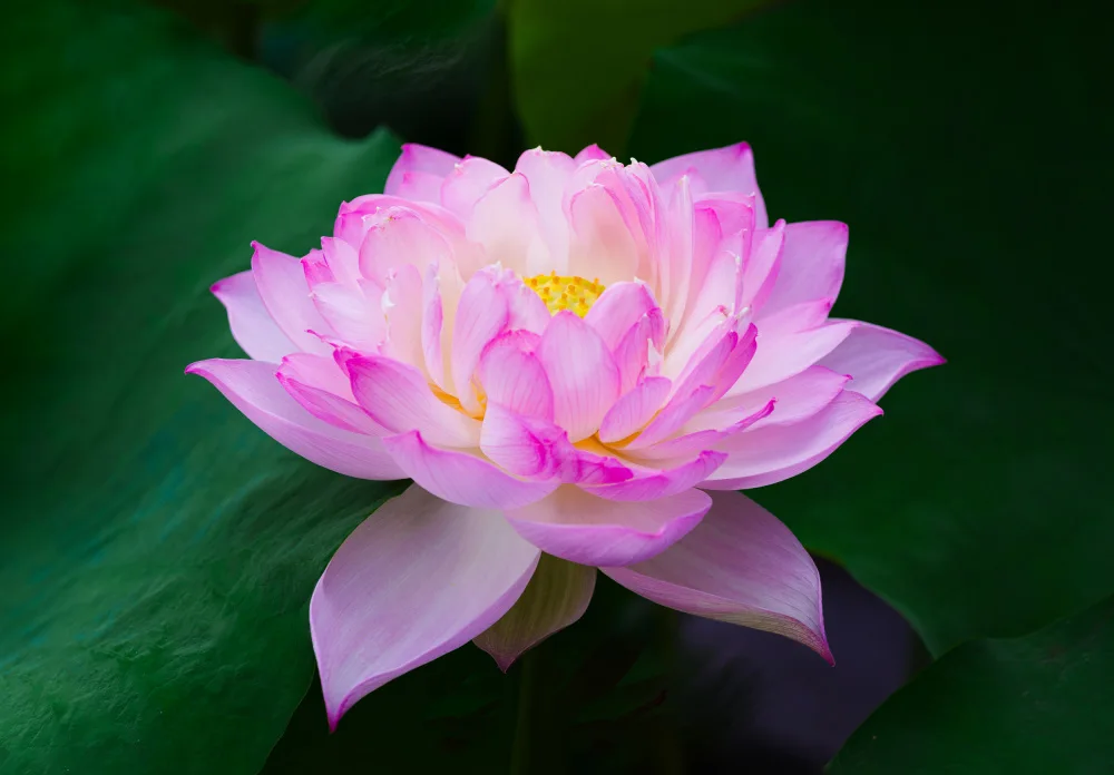 Hayama, Makihiko: Pure