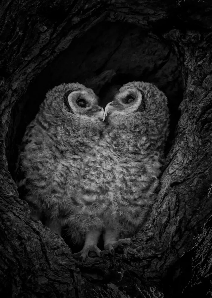 Xu, Sheila: A pair of owlets