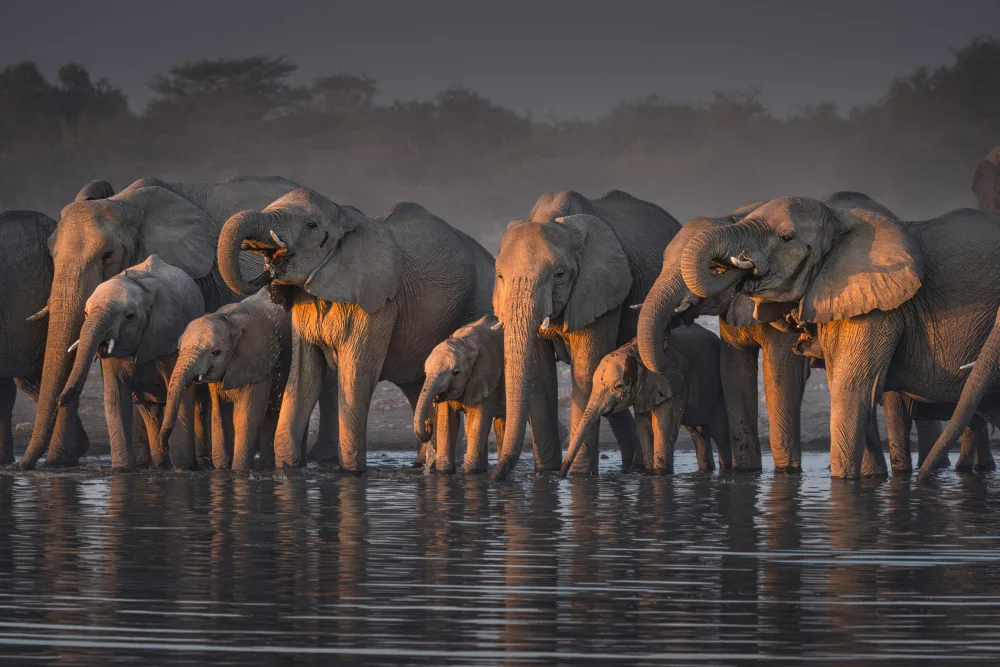 Wei, Willa: Elephants