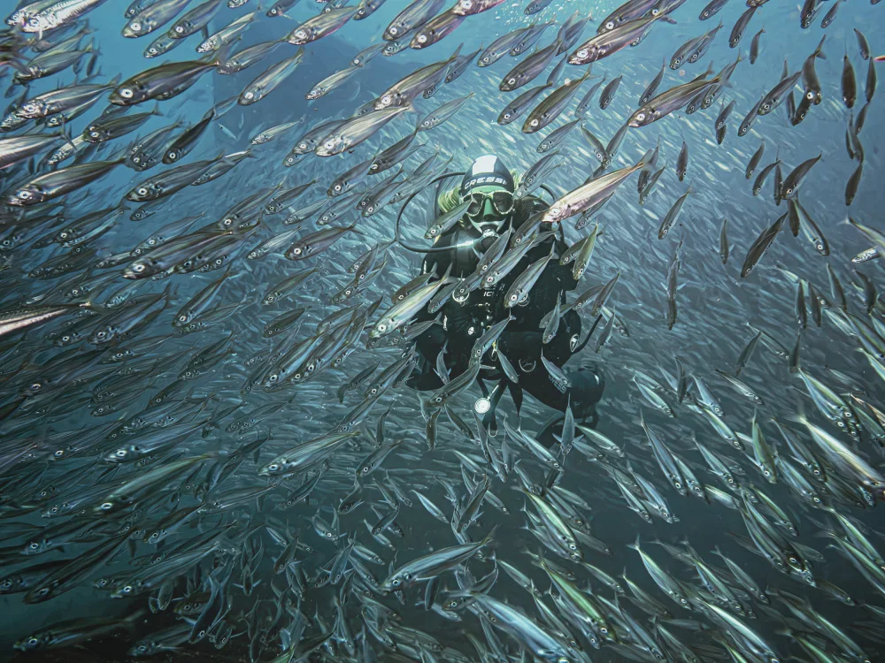 Abreu, Fernando: Between shoals