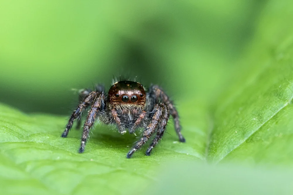 GV, BALASUBRAMANIAN: Jumping Spider