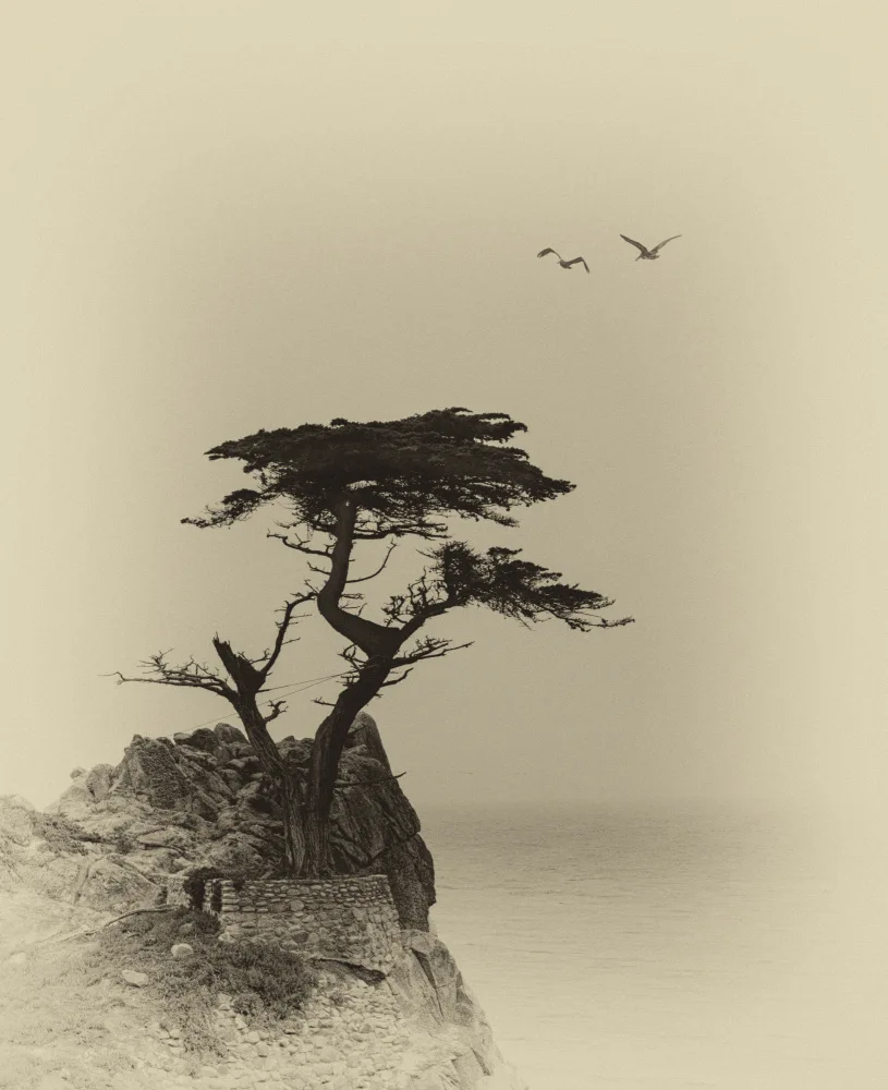 NanZ: Arbre solitaire