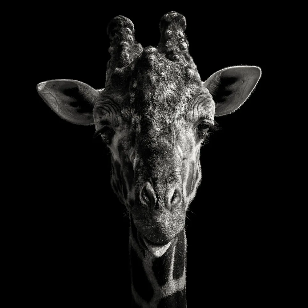 Meermann, Christian: Cheeky Giraffe