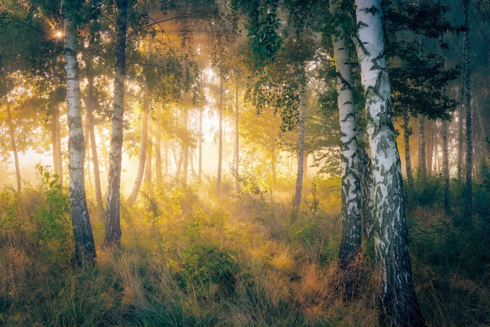 Kado, Pawel: Gold in the forest