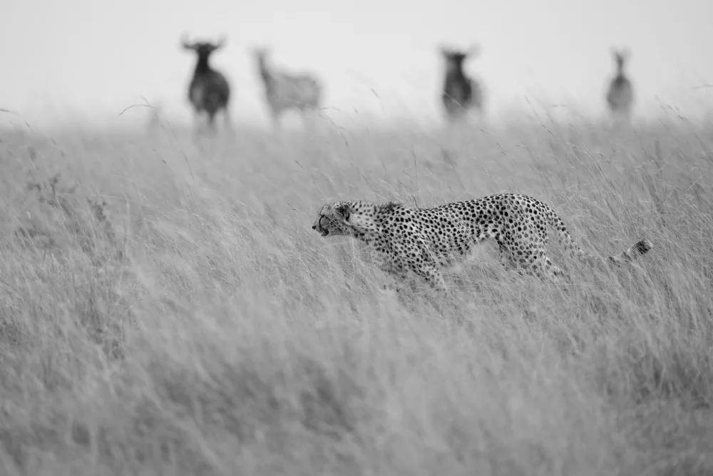 Dhesi, Rajat: Preda e predatore