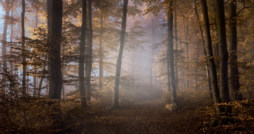 Meier, Tom: Way into the light