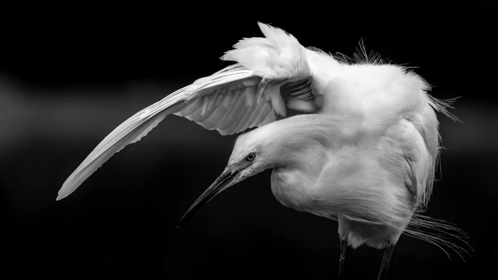 Verdon: Snowy Egret B&W