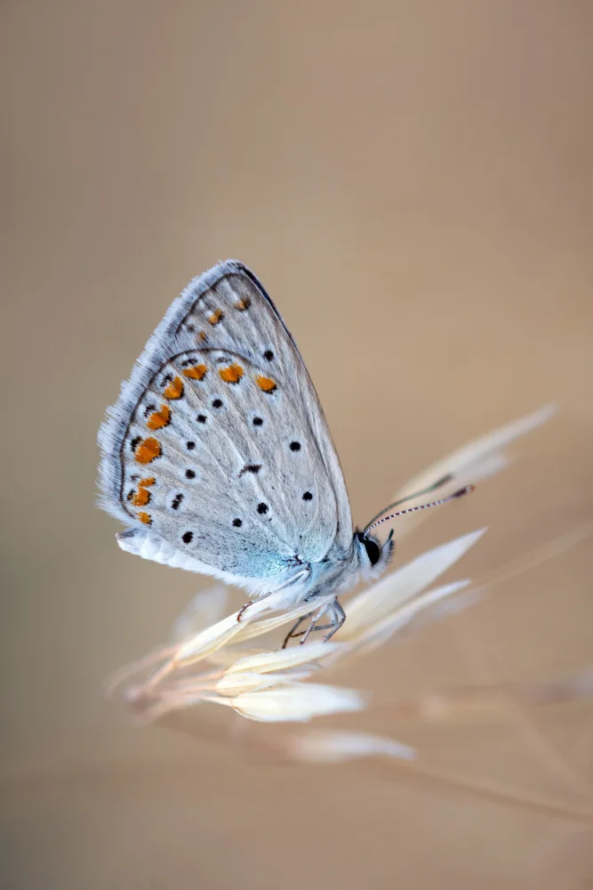 Rezaeian, Ali: Polyommatus Icarus (männlich)