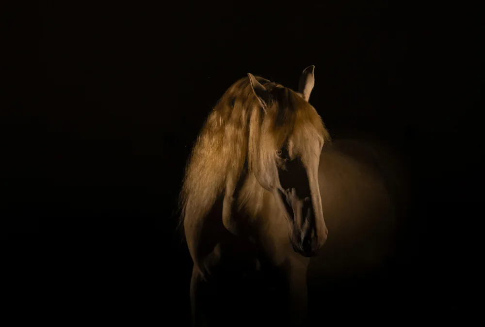 Ciepła, Izabela: cheval d'or