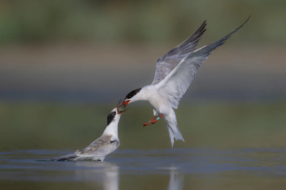 levi, nissim: common Tern