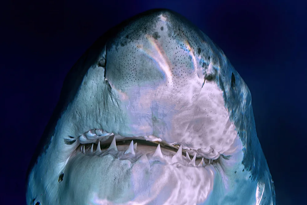 Izzotti, Andrea: White Pearl teeth smile