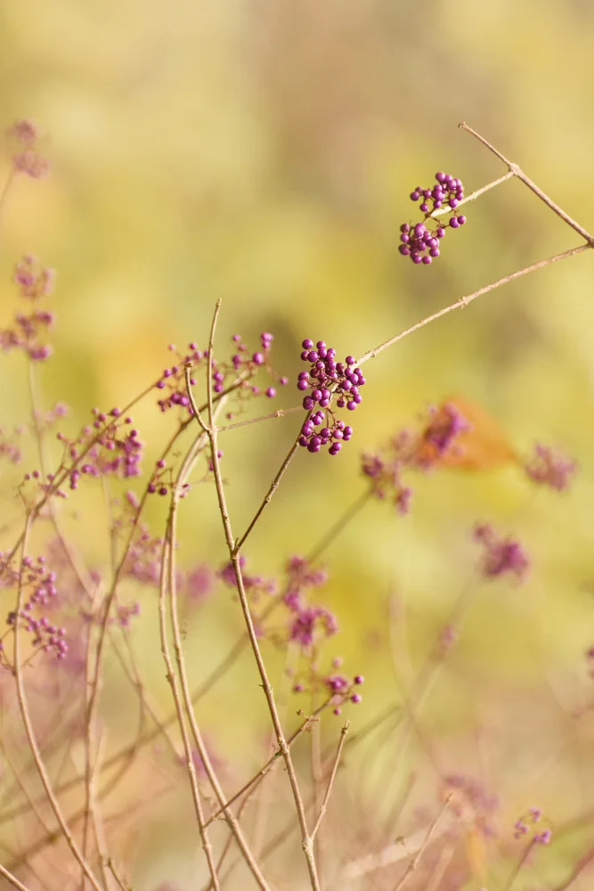 Shumilova, Ludmila: Fragile intersections