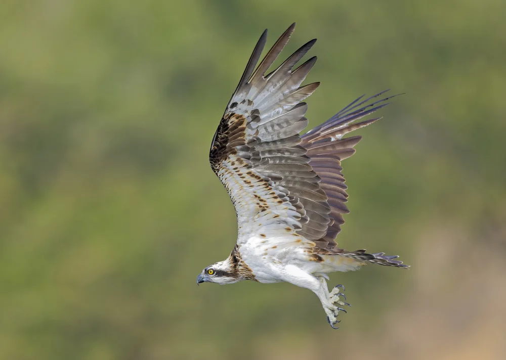 Waldmann, Shlomo: Osprey in hunting