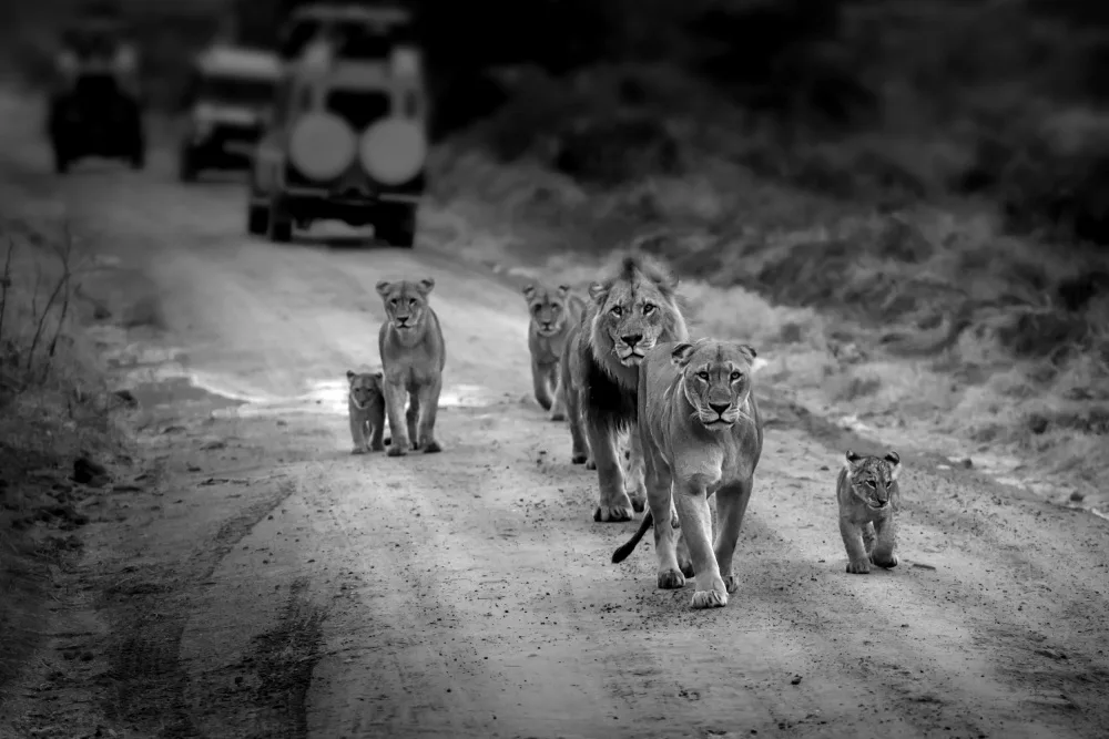 Zeng, Jiahong: Lion Family Maasai Mara