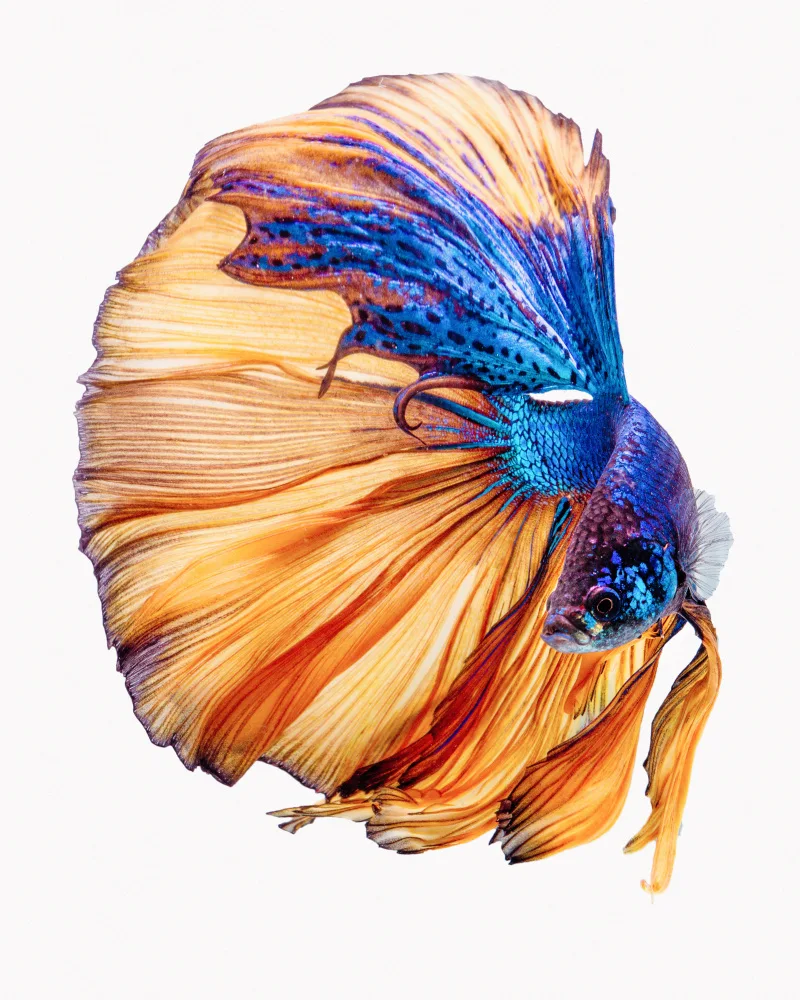 Halil, Andi: Yellow & Blue