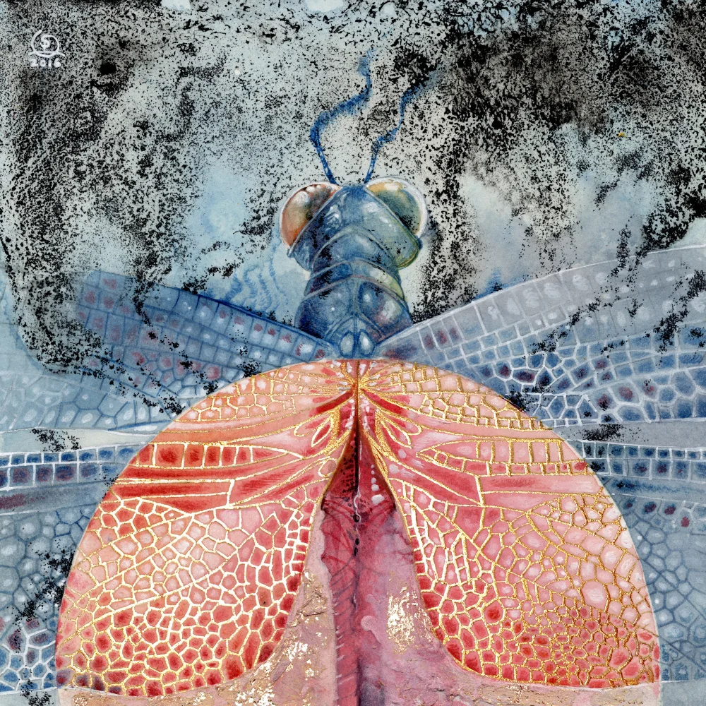 Law, Stephanie: Dragonfly 1