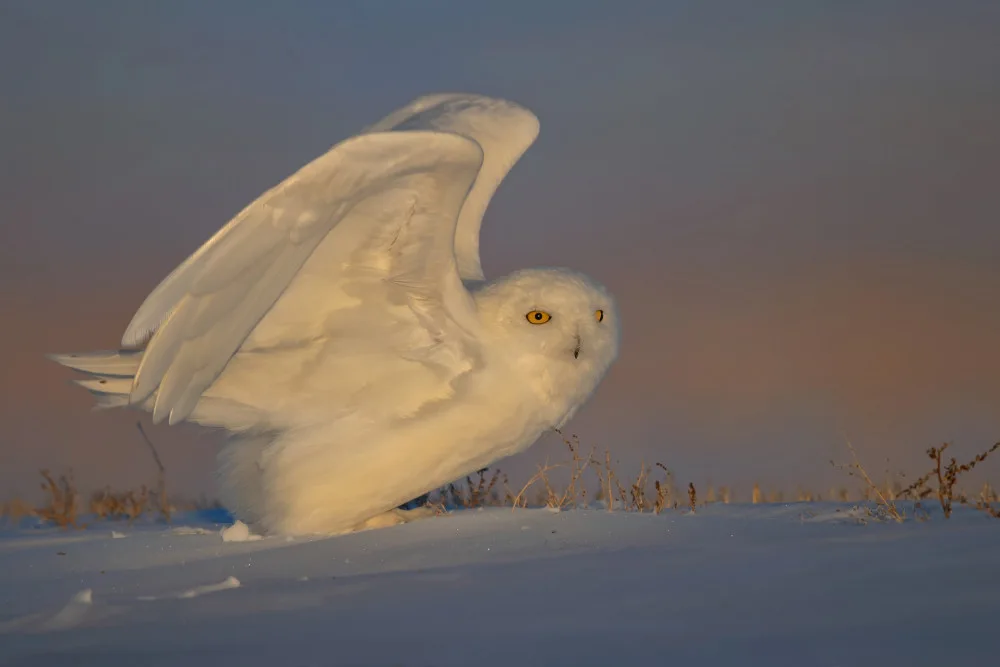 Zuo, Jun: Snowy Owl Taking Off