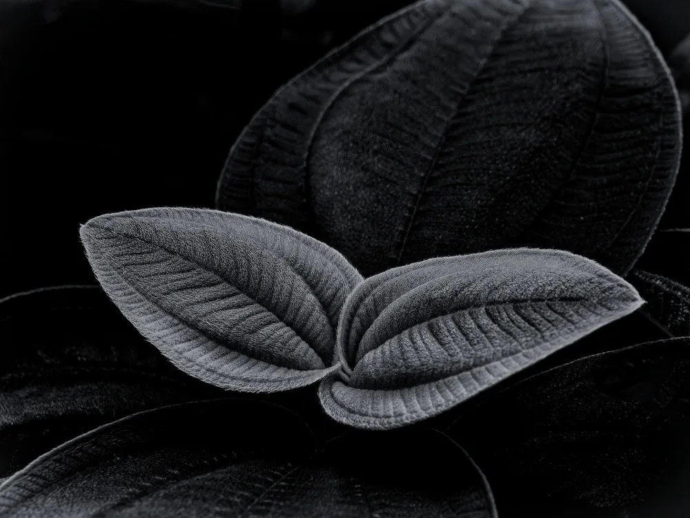 Hatsumori, Satoshi: Two Leaves