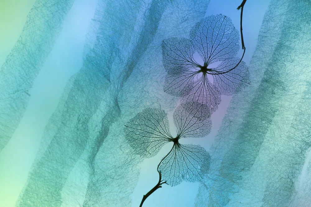 Kowatari, Shihya: Hydrangea