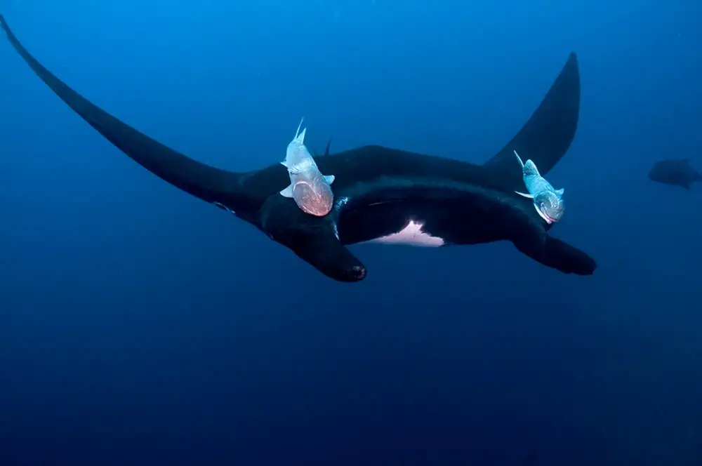 Tov, Ben Ilan: Black Pacific Manta