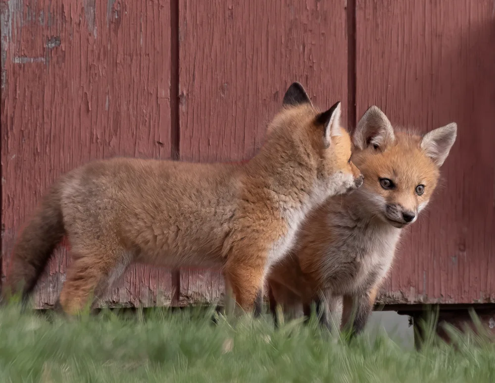 Wallach, W Jon: Buddies