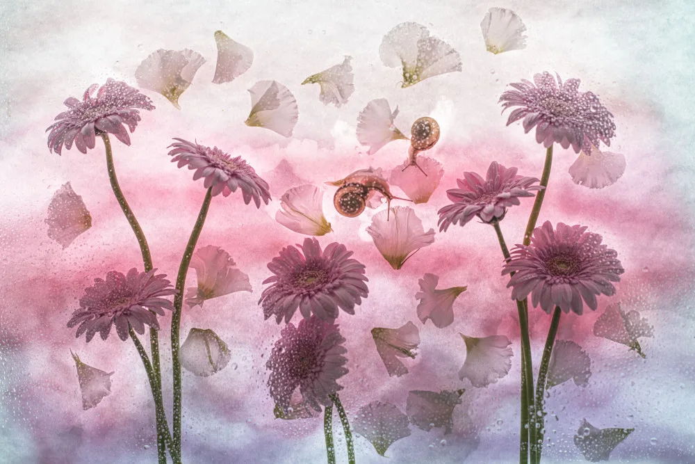 Miharu: pink poetry