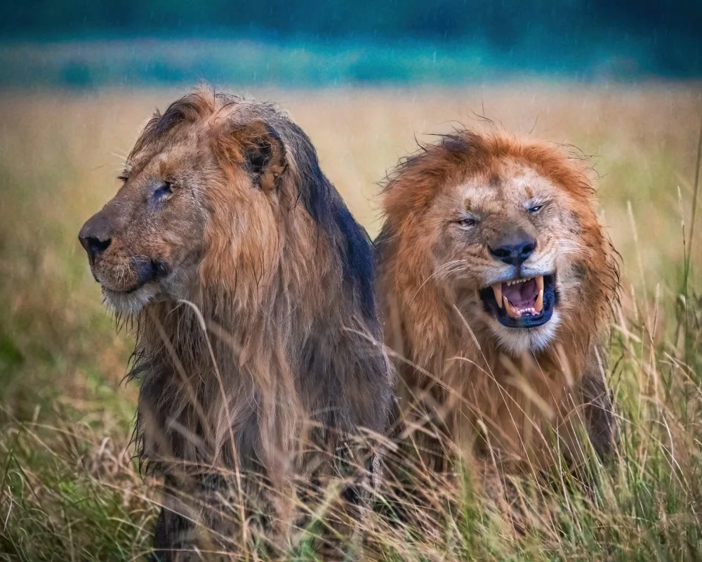 Amro: Brotherly Humor