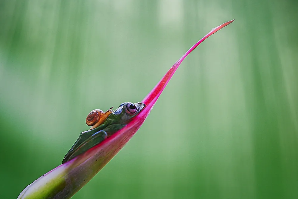 Halil, Andi: Story Snail and Frog
