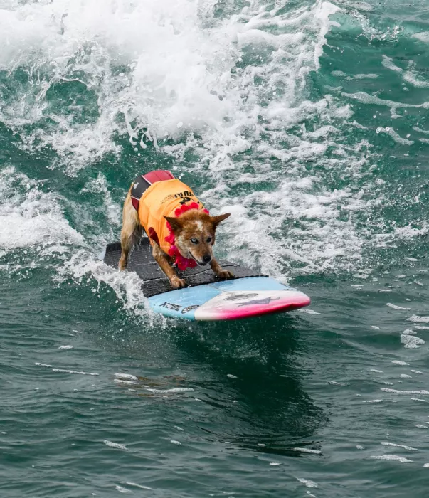 NanZ: Surfing Dog
