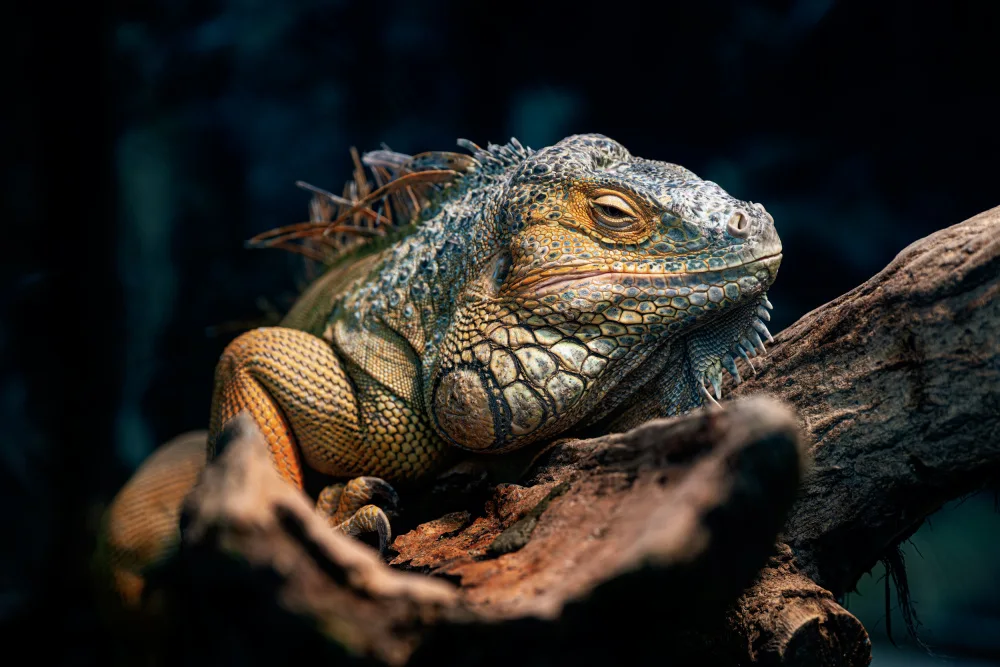 Booska: Leguan