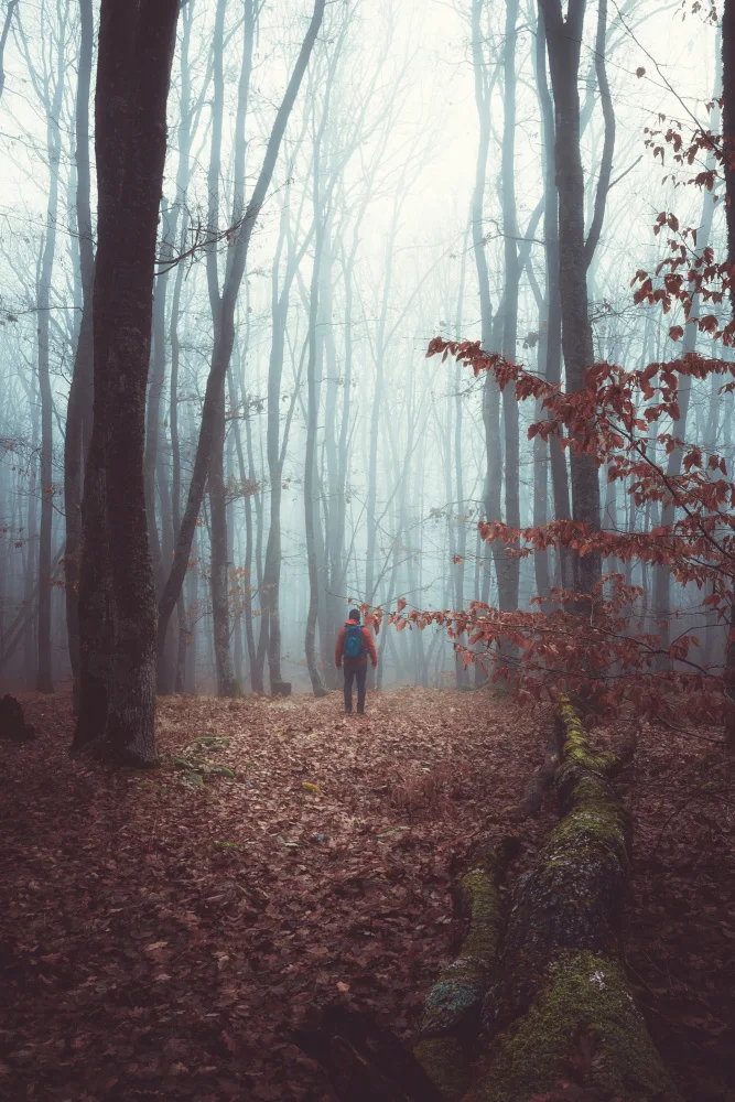Mihai, Georgian Toma: A foggy autumn morning walk through the woods forest