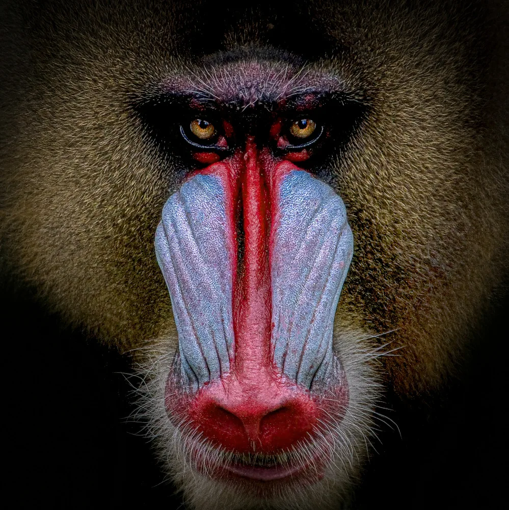 Groof, De Toni: Mandril