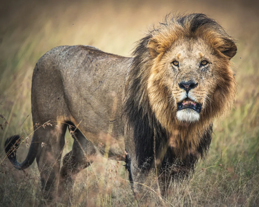 Amro: Masai King