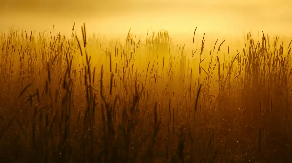 Joris: Mist