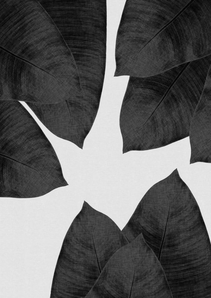 Studio, Orara: Banana Leaf Black & White I