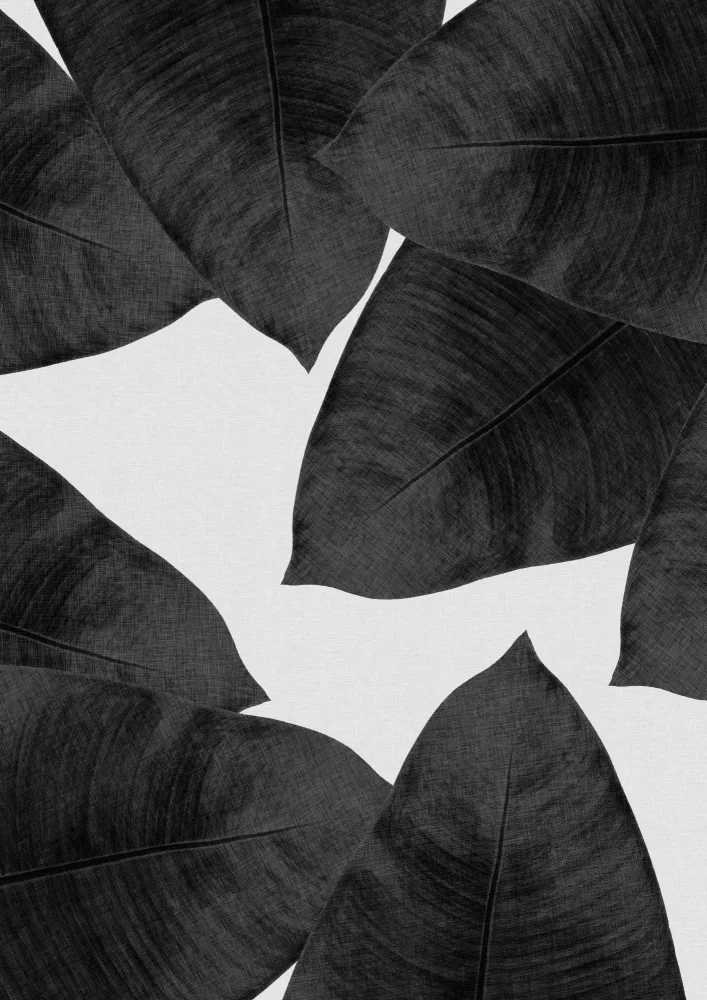 Studio, Orara: Banana Leaf Black & White II
